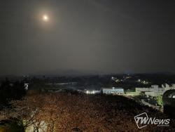 [TW포토] 애월 광령리 벚꽃 야경…달빛 아래 봄 풍경