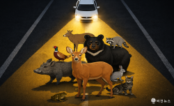 시민단체, 로드킬 예방 대책 마련 촉구