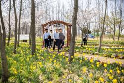 계양아라온 수선화 절정…윤환 구청장 현장 점검