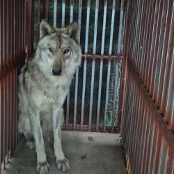 '늑구 탈출' 대전시장·도시공사 사장 사과…"재발방지 노력"(종합)