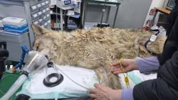 동물단체들 “늑구 탈출…야생동물 전시 중단 촉구”