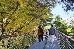 속초 설악향기로 누적 방문객 50만명 돌파…설악동 활성화 견인