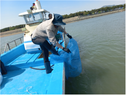 “바다에 다시 생명을”…부산, 톱날꽃게 치게 2만 마리 방류