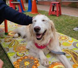 구로구, 도우미견과 함께하는 교감활동 참여기관 모집…5~10월 126회 운영