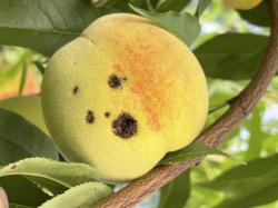 농진청 "복숭아 탄저병·세균 구멍병 방제하세요"