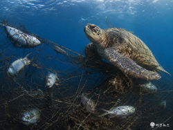 바다 동물 고통 호소한 동물·비건단체들
