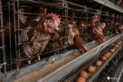 케이지 사육 비판…비건 채식 촉구