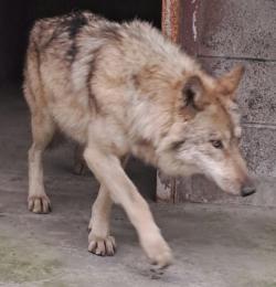 AI 가짜 ‘늑구’ 사진 유포자 검거