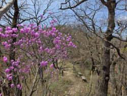 경기도, 연인산도립공원 얼레지 등 야생화 만개