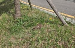 “어린 야생동물을 발견했다면 먼저 야생동물구조센터에 연락해주세요”