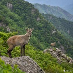 [심층] 산양 6마리 속리산 방사…백두대간 생태축 복원 시험대