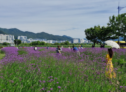 보랏빛 물결로 물든 대저생태공원… 부산 도심 속 사계절 힐링 명소 뜬다