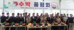 양평 수박 신품종 ‘조생흑미’ 시장성 평가 1위
