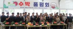 경기도 양평 수박 신품종 `조생흑미` 시장성 평가 1위