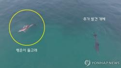 제주 바다서 남방큰돌고래 5마리 폐어구에 걸려 '신음'
