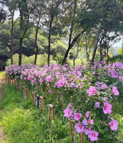 경기도, 올해 생활권 내 무궁화동산 3곳 추가 조성