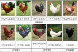 30여 년 지켜온 토종닭 순계, 공식 종축 등록 완료