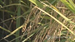 올해 벼 재배면적 67만㏊ '역대 최소'…쌀 수급 조절 정책 영향