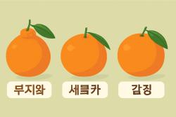“한라봉도 품종 이름일까?” 만감류 3종 공식 명칭은 따로 있다