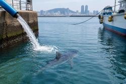 부산 북항 상어 ‘부캉이’ 29일 외해 유도 시작