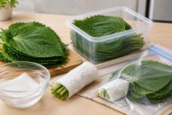 “깻잎이 금방 마르네”…용기엔 잎자루만 촉촉하게