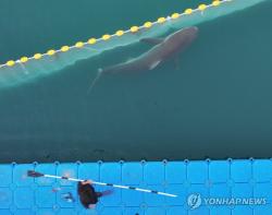 상어 '부캉이' 33일 만에 부산 북항 수로 밖으로…유도작업 종료